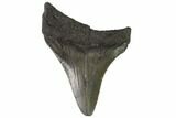 Juvenile Megalodon Tooth - Georgia #90834-1